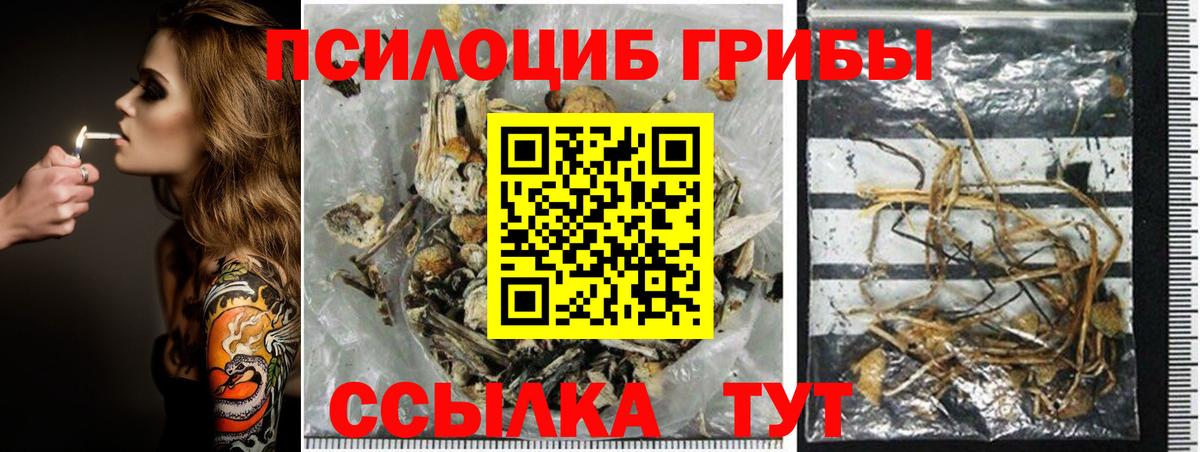 Псилоцибиновые грибы Psilocybine cubensis Елабуга